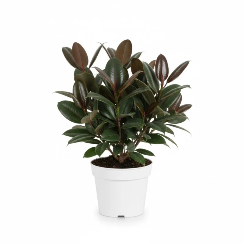 Ficus elastica ‘Melany’
