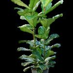 Ficus lyrata 110 cm 2pp