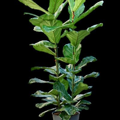 Ficus lyrata 110 cm 2pp