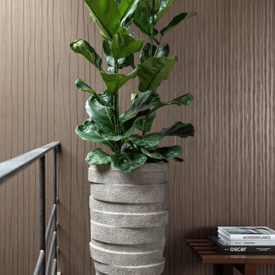 Ficus lyrata Toef - afbeelding 2