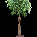 Ficus microcarpa ‘Nitida’