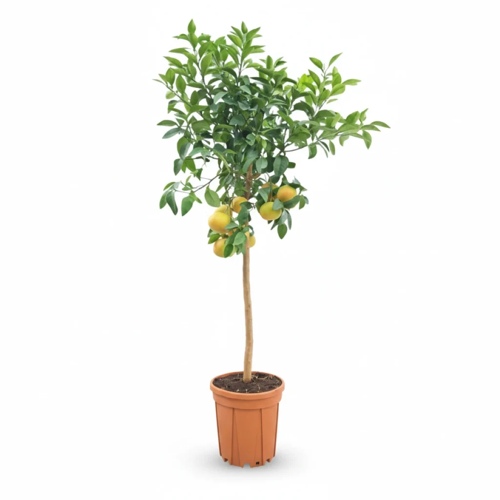 Citrusboom kopen bij Plantscount