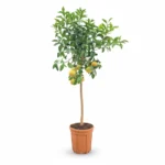 Citrus paradisi – grapefruit op stam