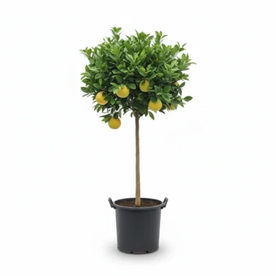 Citrus × meyeri – Meyer citroen op stam