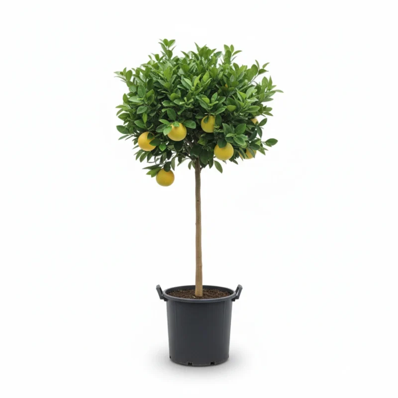 Citrus × meyeri – Meyer citroen op stam