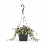 Hangplanten Luxe MIX