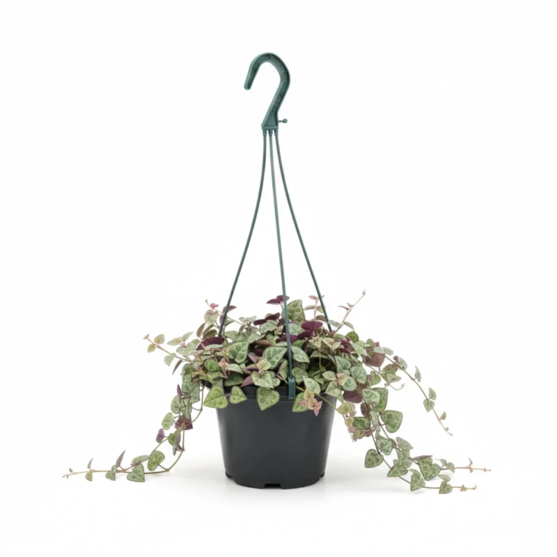 Hangplanten Luxe MIX kopen bij Plantscount