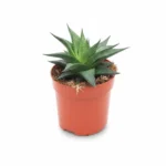 Haworthia – limifolia twist