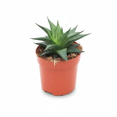 Haworthia – limifolia twist kopen bij Plantscount