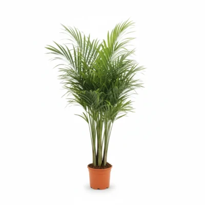 Howea forsteriana - Toef - 250