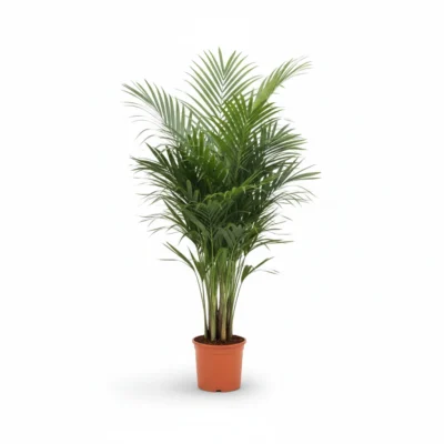 Howea forsteriana - Toef - 165