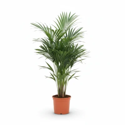 Howea forsteriana - Toef - 180