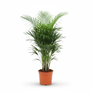 Kentia Palm Toef