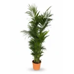 Kentiapalm – Jumbo