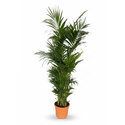 Kentiapalm – Jumbo kopen bij Plantscount