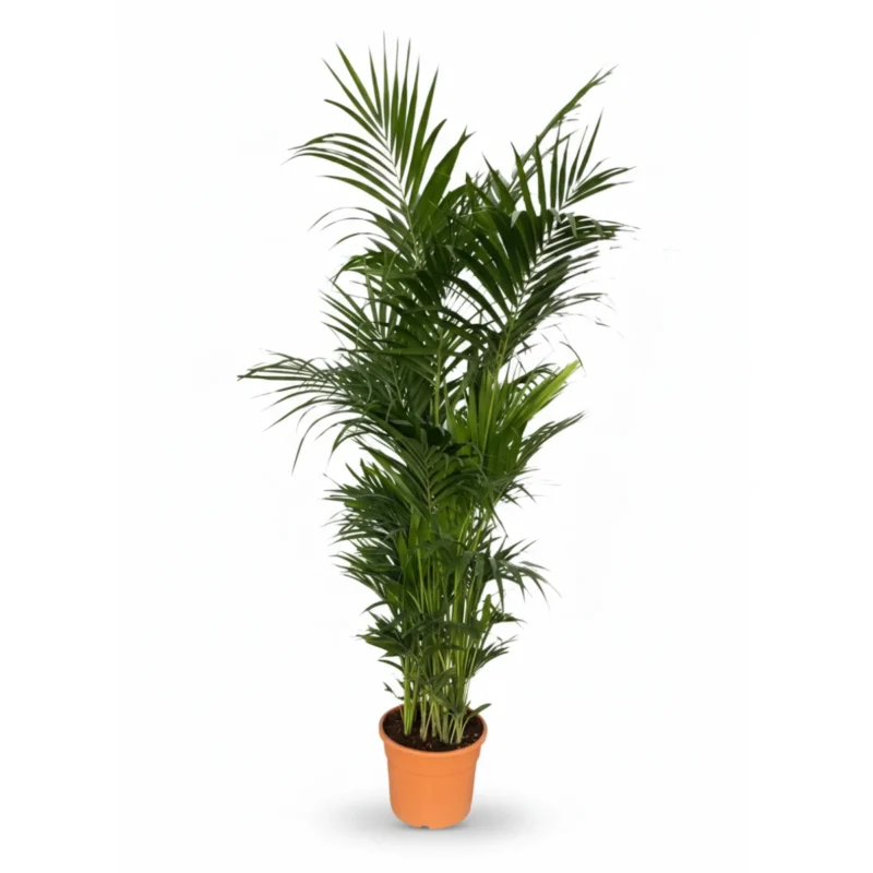 Kentiapalm – Jumbo kopen bij Plantscount