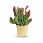 Kalanchoë luciae ‘Oricula’