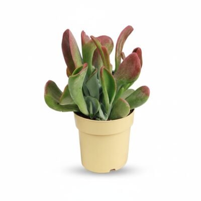 Kalanchoë luciae ‘Oricula’ - 30