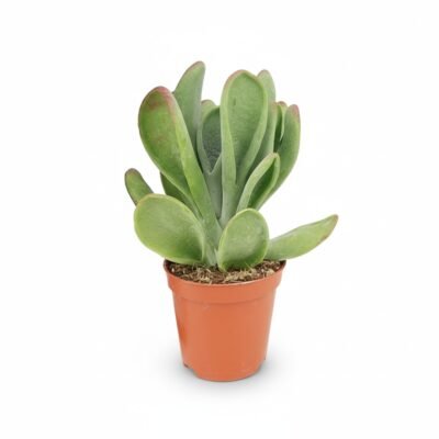 Kalanchoë luciae ‘Oricula’ - 25