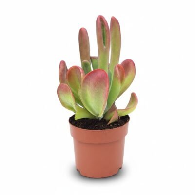 Kalanchoë luciae ‘Oricula’