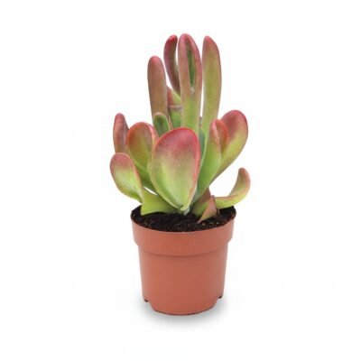 Kalanchoë luciae ‘Oricula’ - 20