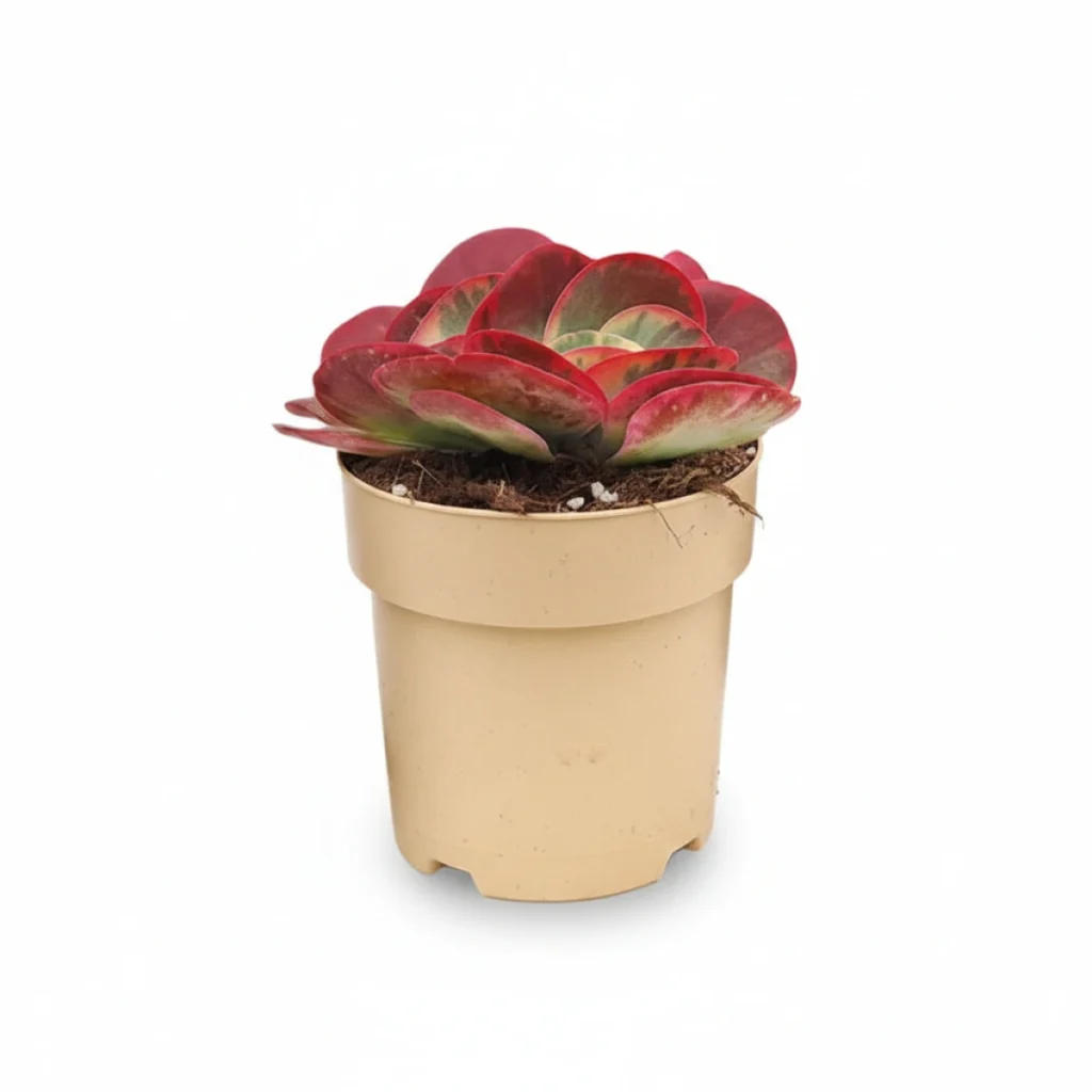 Kalanchoe kopen bij Plantscount