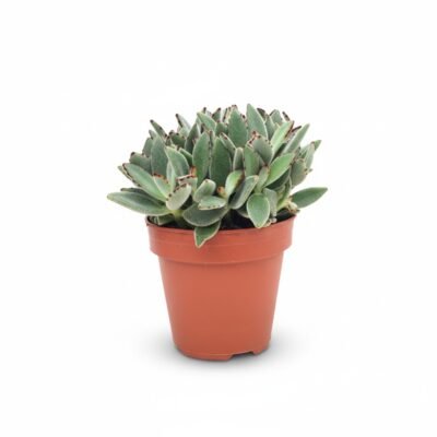 Kalanchoë tomentosa (Fluweelplant) - 22