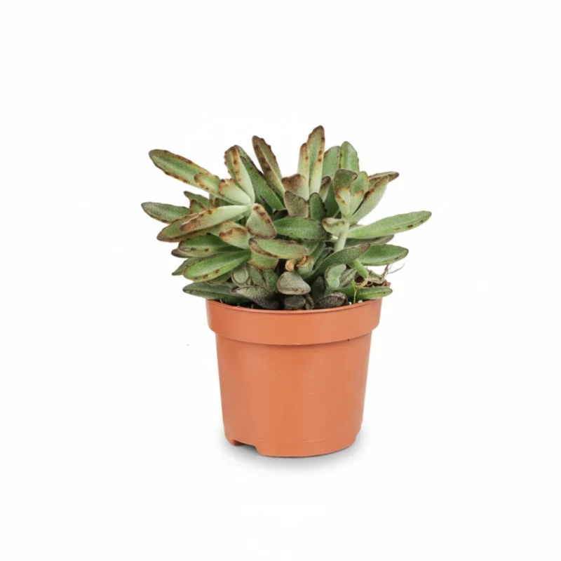 Kalanchoë tomentosa (Fluweelplant)