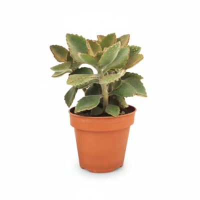 Olifantsoor Kalanchoë – Fang – Toef - afbeelding 2