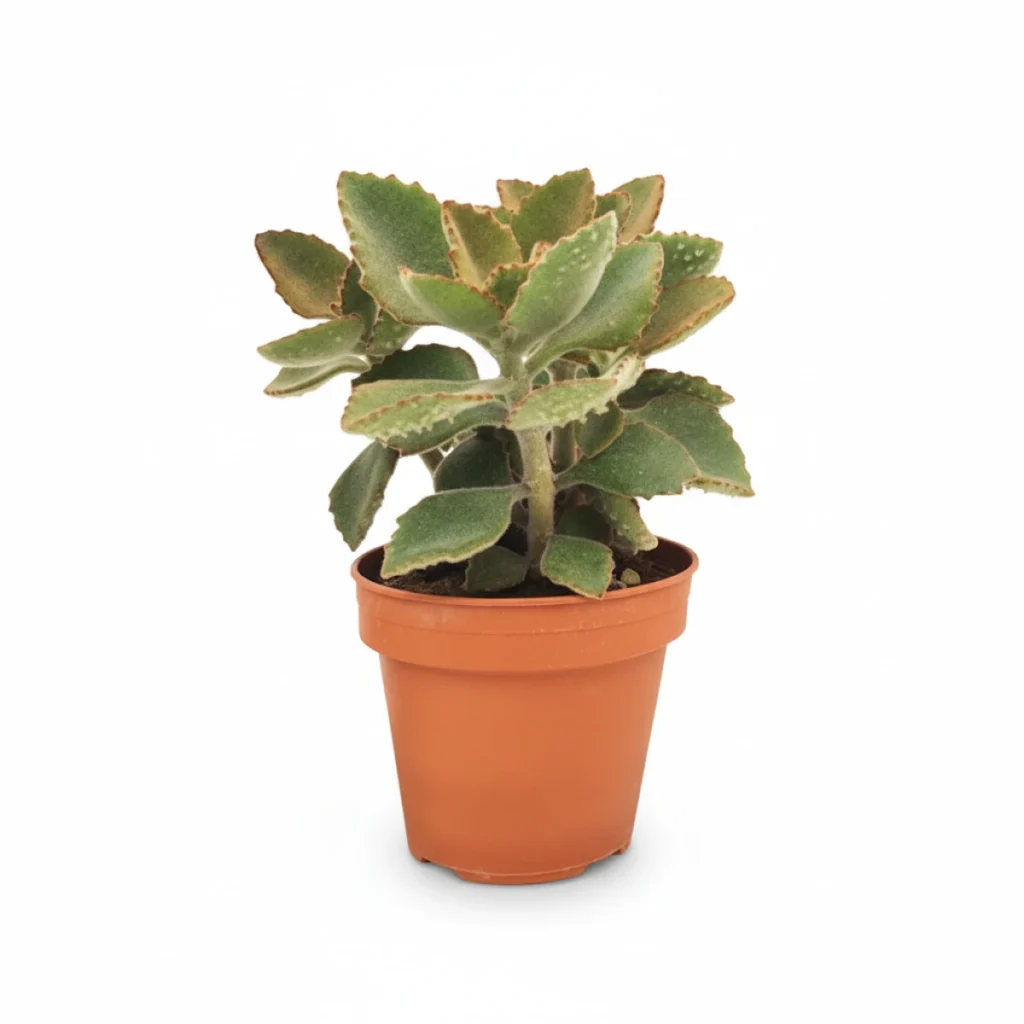 Kalanchoe kopen bij Plantscount