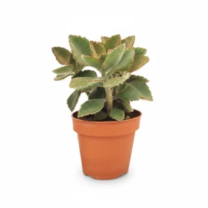 Kalanchoe Toef