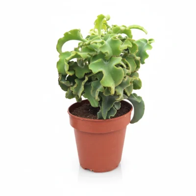 Kalanchoe beharensis Nuda