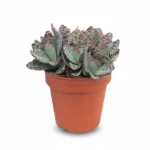 Kalanchoe humilis Perdiz