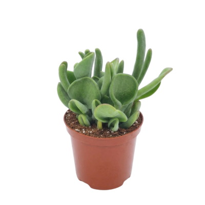 Kalanchoë luciae ‘Oricula’ - 35