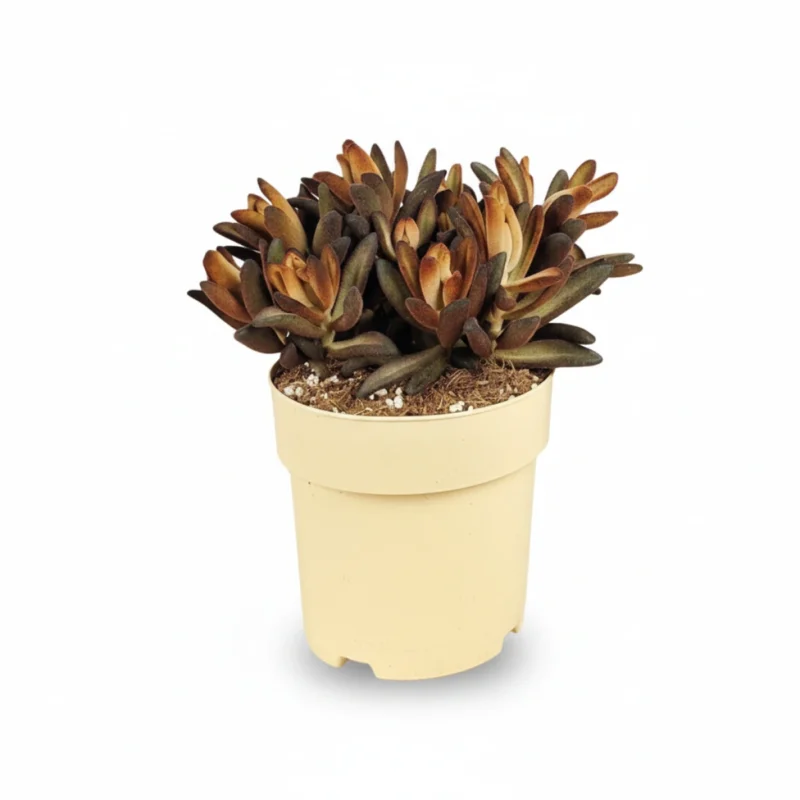 Kalanchoë tomentosa ‘Chocolate Soldier’