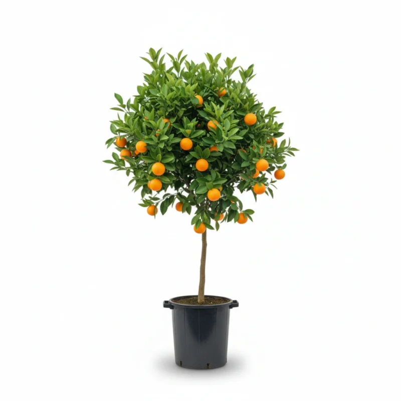 Citrus limetta ‘Rossa’ – lima rossa op stam