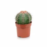 Melocactus matanzanus – meloencactus