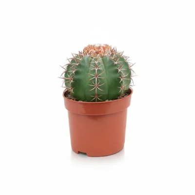 Melocactus matanzanus – meloencactus kopen bij Plantscount