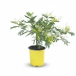 Mimosa pudica – mimosa struik