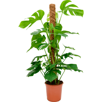 Monstera deliciosa op Mosstok - afbeelding 2