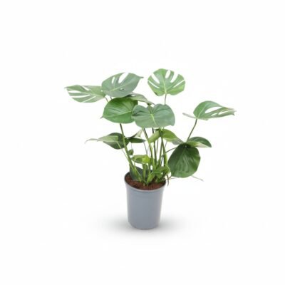 Monstera deliciosa - 80