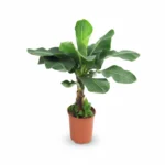 Musa acuminata ‘Dwarf Cavendish’ – bananenplant