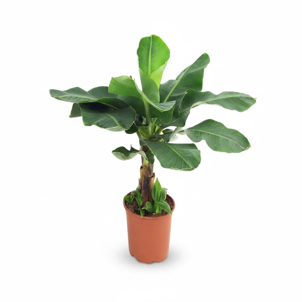 Bananenplant kopen bij Plantscount