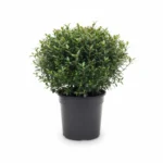 Myrtus communis – mirte struik