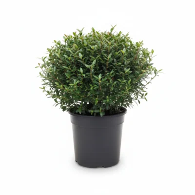 Myrtus communis – mirte struik