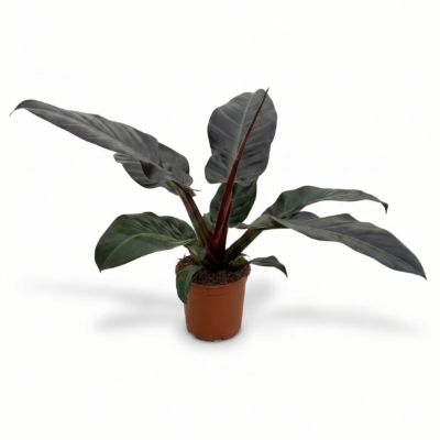 Philodendron 'Imperial Red' - 50
