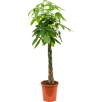 Pachira aquatica op stam (Geldboom)