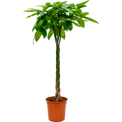 Pachira aquatica op stam (Geldboom) - 150