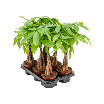 Pachira aquatica op stam (Geldboom) - 45