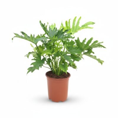 Philodendron Lickety Split